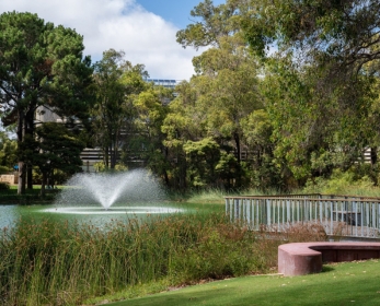 View of a lake at ECU’s Joondalup Campus, with a water fountain, boardwalk and trees surrounding the water.